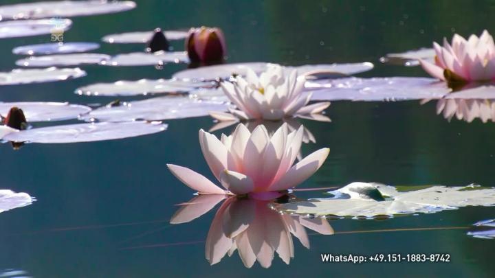 Thumbnail image for The Life of Summer - Maturity - The Life in Us - given by Gabriele Kathy Duchesne